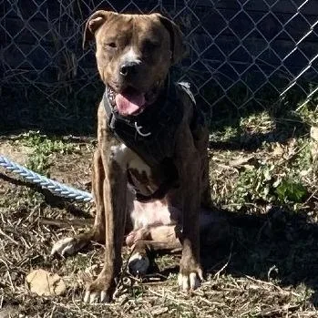 Buddy Lee thumbnail 6