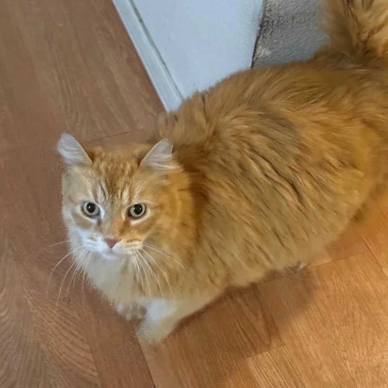 A senior extra large-sized male Orange / Red Domestic Long Hair cat named Mr. Luna for adoption in Reno, NV