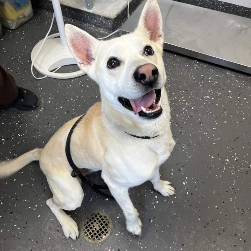 An adult medium-sized male Yellow / Tan / Blond / Fawn Mixed Breed dog named Parker for adoption in Columbiana, AL
