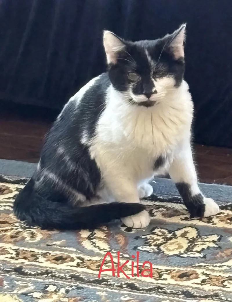 A young medium-sized male Black & White / Tuxedo American Shorthair cat named Akila for adoption in Snyder, TX