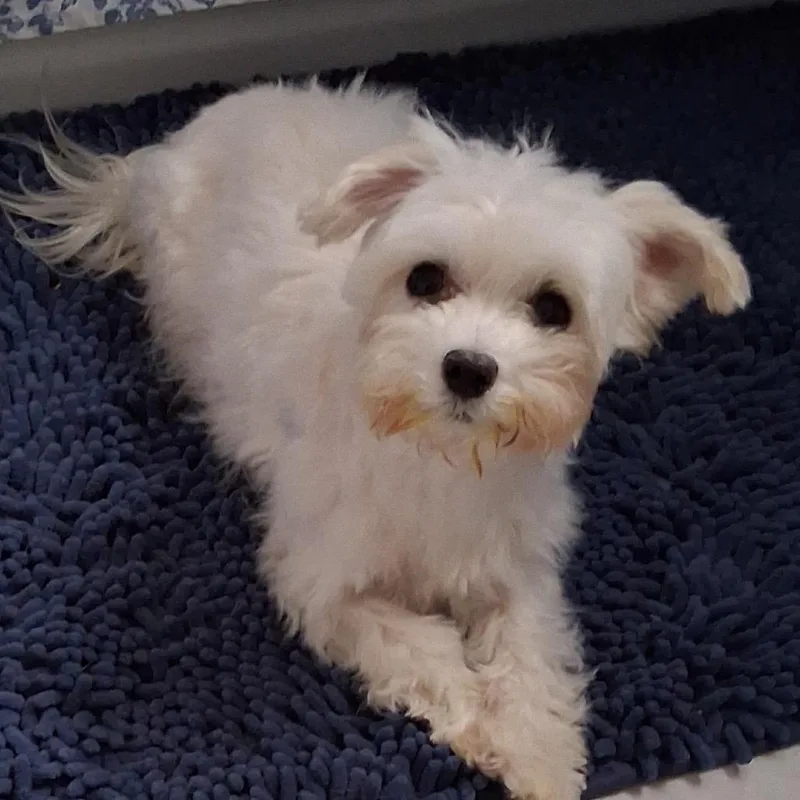A senior small-sized female White / Cream Maltese dog named Misty for adoption in Hudson, IL