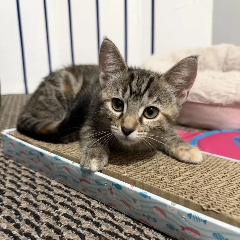 A baby small-sized female Domestic Short Hair cat named Marli for adoption in Parkersburg, WV
