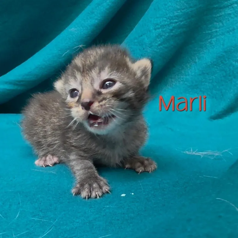 Marli thumbnail 2