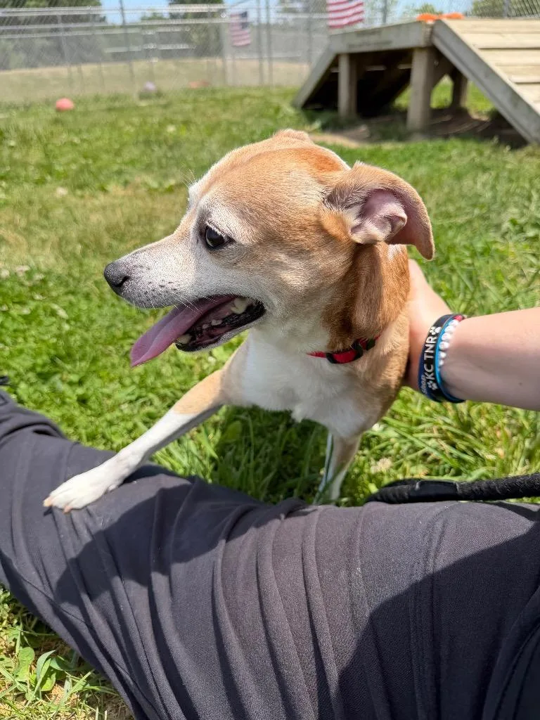 A senior small-sized male Jack Russell Terrier dog named Hunter for adoption in Pierceton, IN