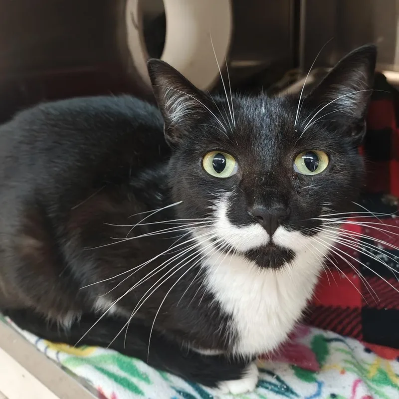 An adult medium-sized male Black Domestic Short Hair cat named Ron Burgundy for adoption in Madison, WI