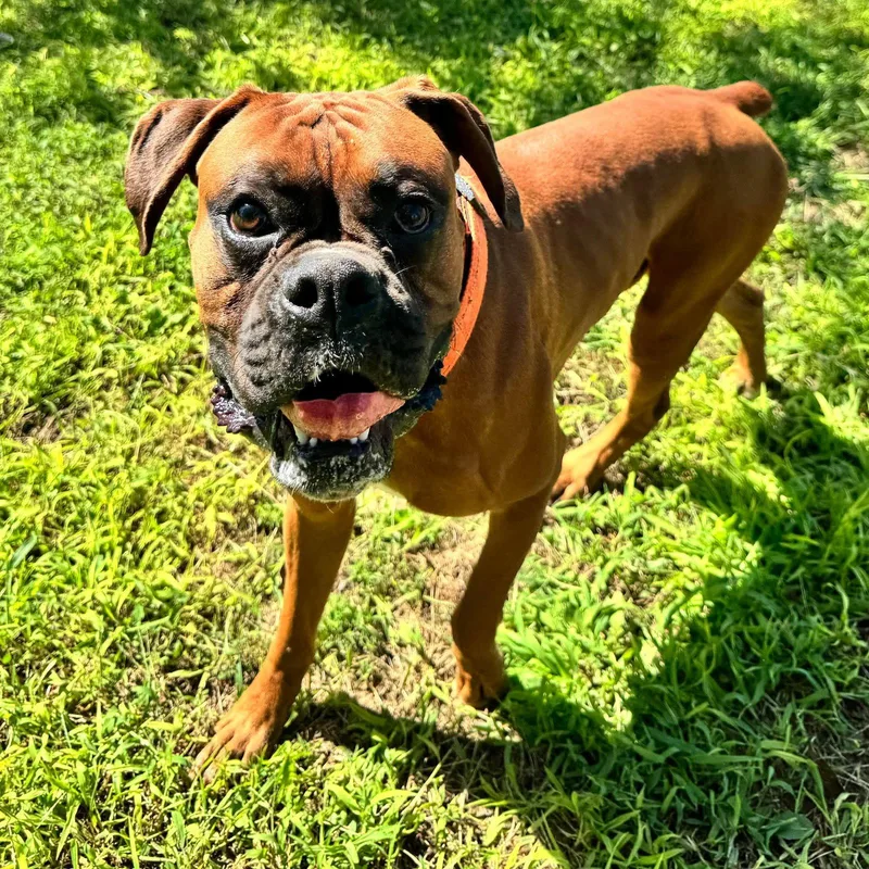 An adult large-sized male Boxer dog named Mac for adoption in Monticello, NY