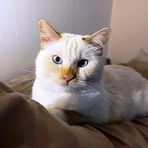 Yuki thumbnail 3