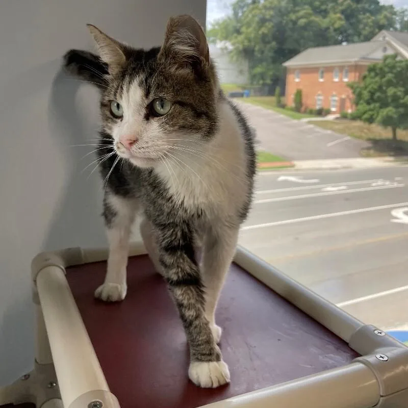An adult medium-sized male Domestic Short Hair cat named Milkshake for adoption in Roanoke, VA