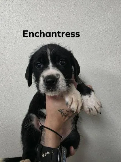Enchantress