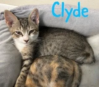 A baby small-sized male Gray & White Domestic Short Hair cat named Clyde for adoption in Ruskin, FL