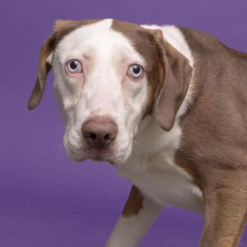 A young medium-sized female White / Cream Mixed Breed dog named Jessie for adoption in Franklin, TN