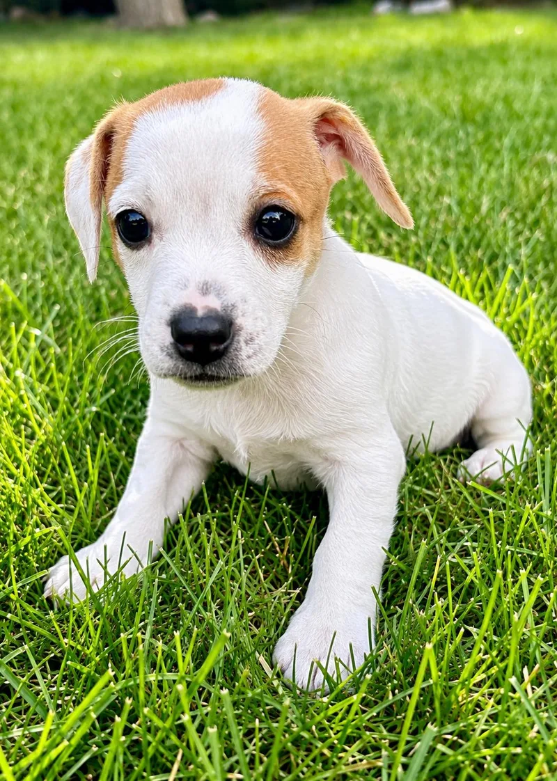 A baby small-sized female Jack Russell Terrier dog named Rosie for adoption in Chesterfield, MI