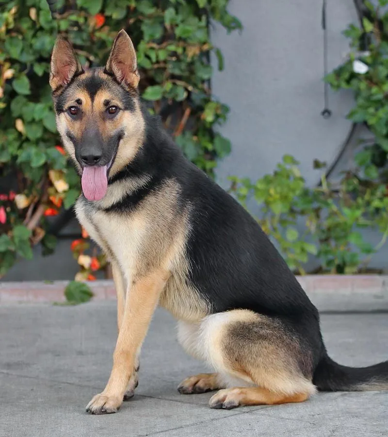 A young large-sized female Black German Shepherd Dog dog named Candace von Celle for adoption in Los Angeles, CA