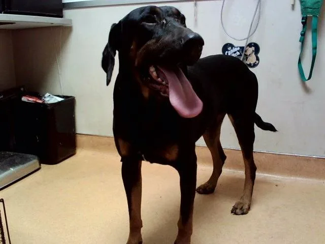 An adult large-sized male Doberman Pinscher dog named Nevada for adoption in Martinez, CA