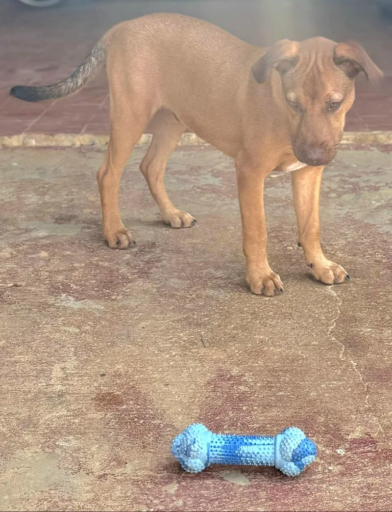 Camelot "your Heart's Desire." thumbnail 2