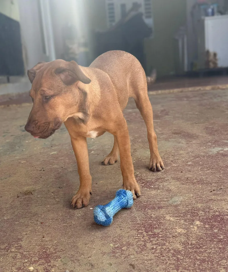 Camelot "your Heart's Desire." thumbnail 3