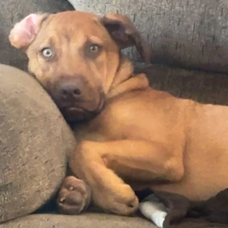 Camelot "your Heart's Desire."