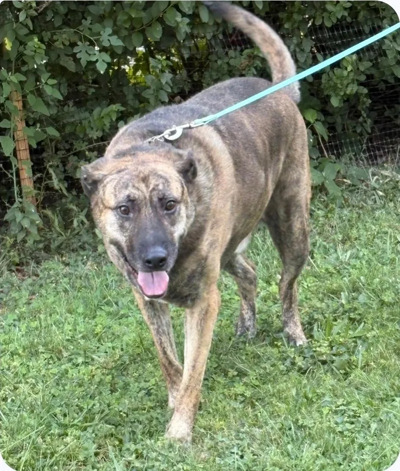 An adult large-sized male Mastiff dog named Arlo for adoption in New York, NY
