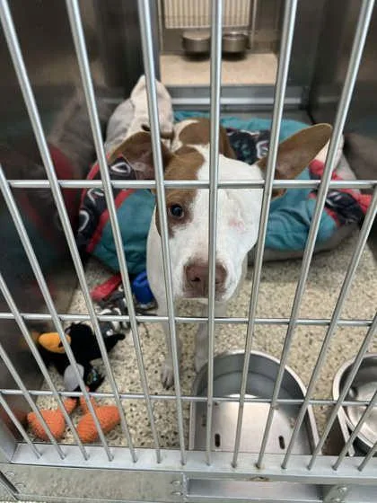 A young medium-sized male Mixed Breed dog named Cash for adoption in Memphis, TN