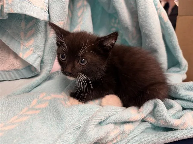 A baby small-sized female Domestic Short Hair cat named Dolly White Collar for adoption in Ontario, CA