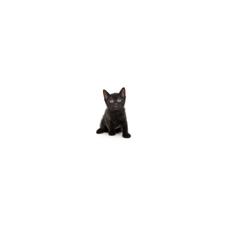 A baby small-sized female Black Domestic Short Hair cat named Cherry for adoption in Playa Vista, CA