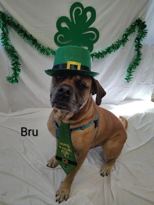 Bru