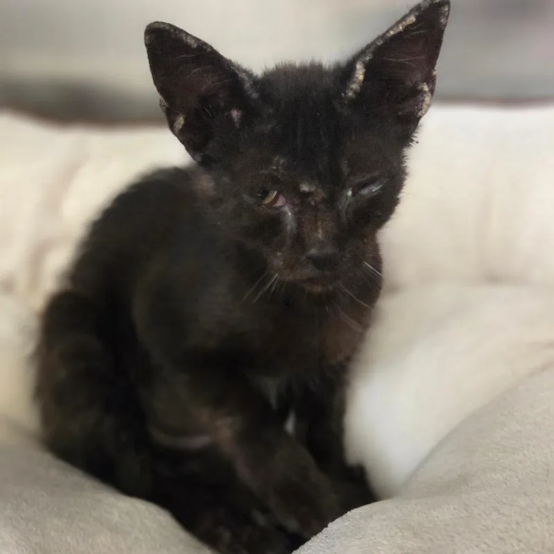A young large-sized female Domestic Short Hair cat named Nova for adoption in Houston, TX