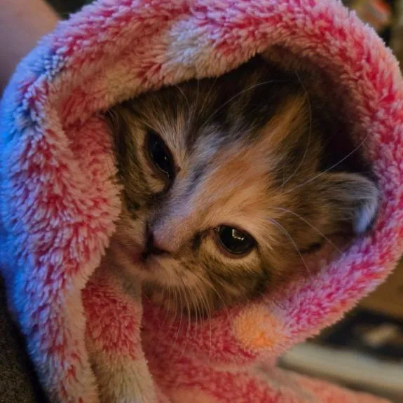 A baby small-sized female Calico Domestic Short Hair cat named Katia McGuire for adoption in Eagle Mountain, UT
