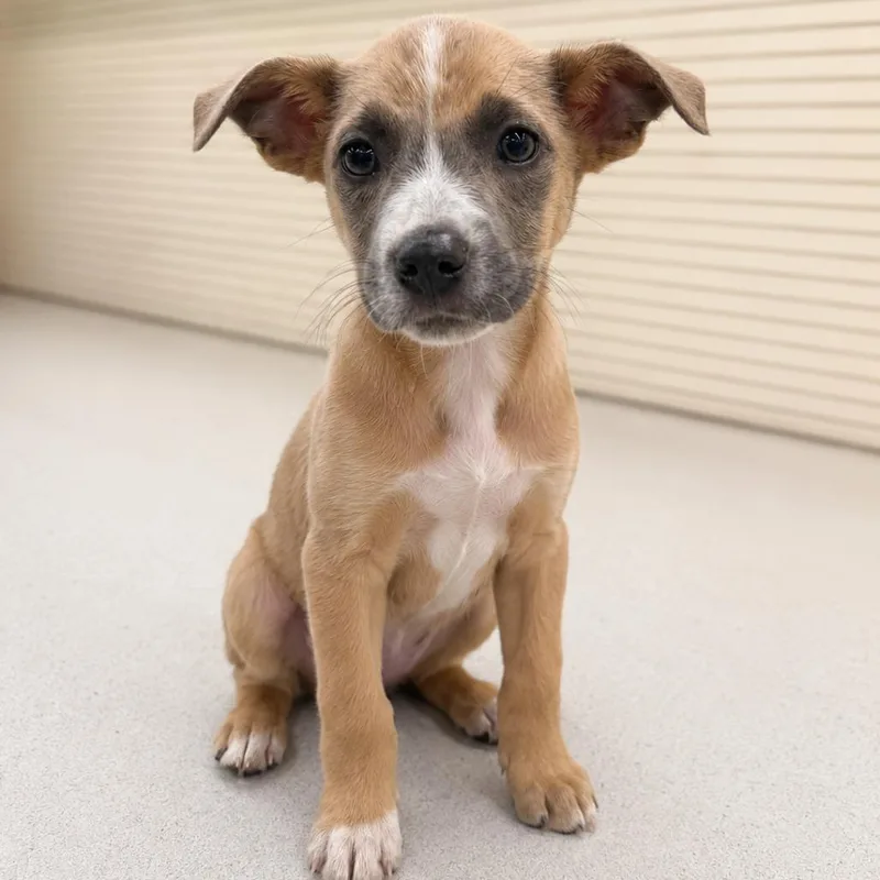 A baby medium-sized female Yellow / Tan / Blond / Fawn Terrier dog named Maple for adoption in La Grange, KY