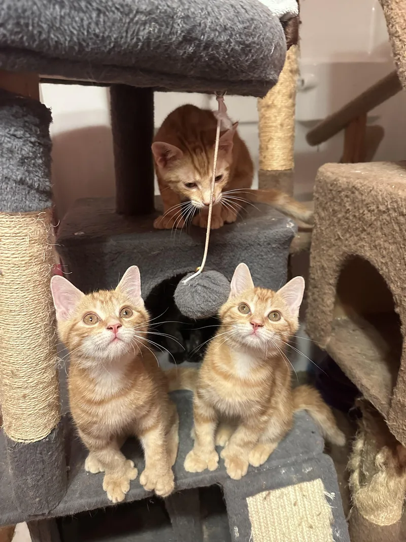 A baby medium-sized male Orange / Red Domestic Short Hair cat named Messi for adoption in Albany, NY
