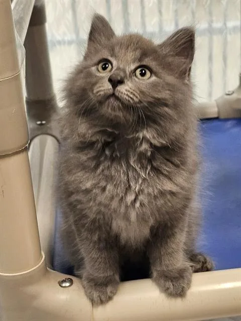 A baby medium-sized male Gray / Blue / Silver Domestic Long Hair cat named Fabio for adoption in Clyde, NC
