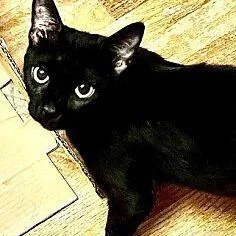 An adult small-sized female Black Domestic Short Hair cat named Sunny for adoption in Greensburg, PA
