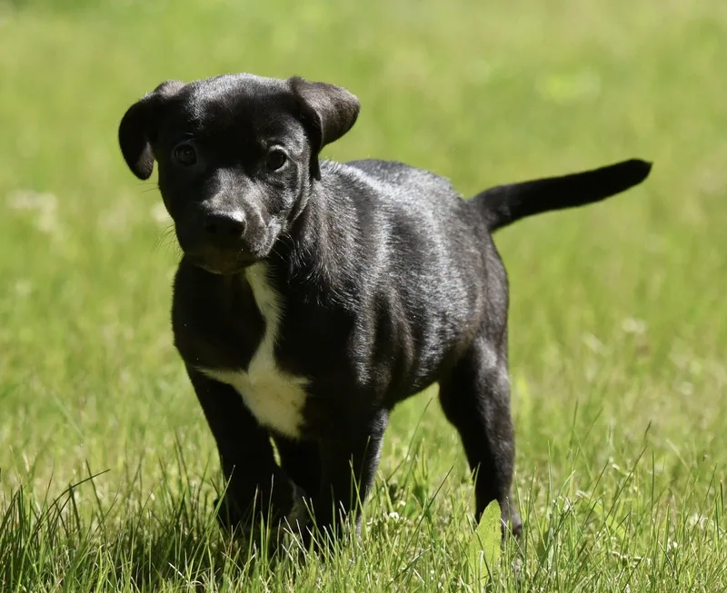 A baby large-sized female German Shepherd Dog dog named Olivia for adoption in Mechanicsburg, PA