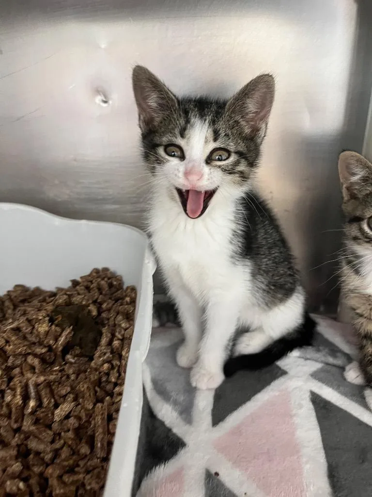 A baby medium-sized female Domestic Short Hair cat named Beth March for adoption in Pomona, NY