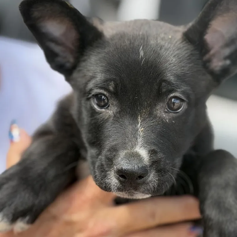 A baby small-sized female Black Labrador Retriever dog named Snookums for adoption in Midland, TX