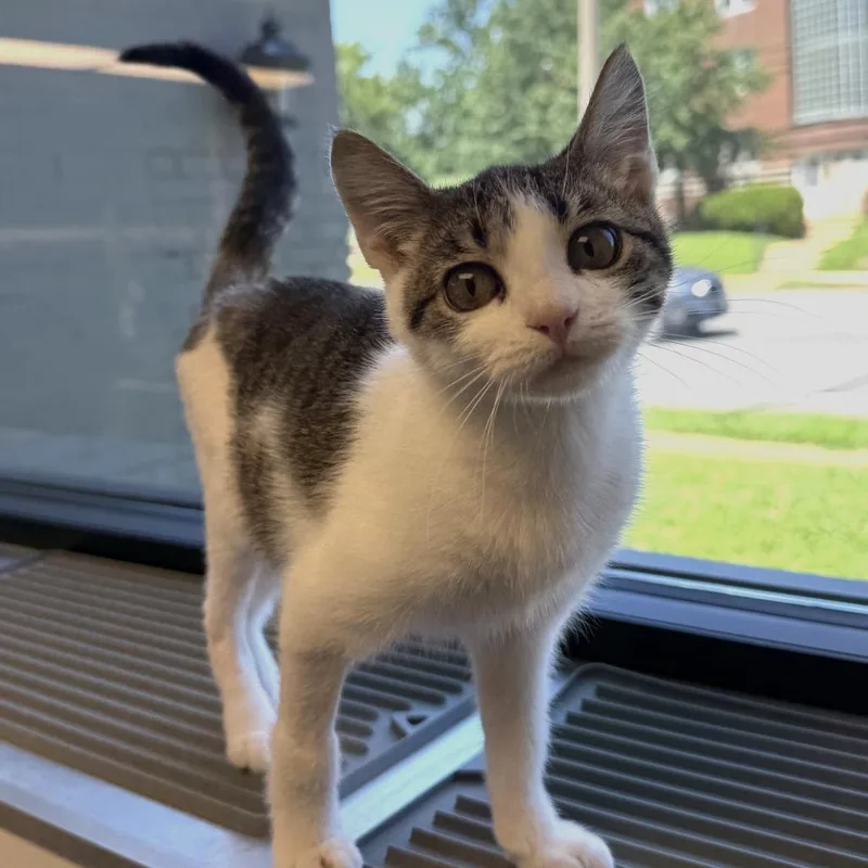 A baby small-sized female Brown / Chocolate Domestic Short Hair cat named Anne for adoption in St. Louis, MO