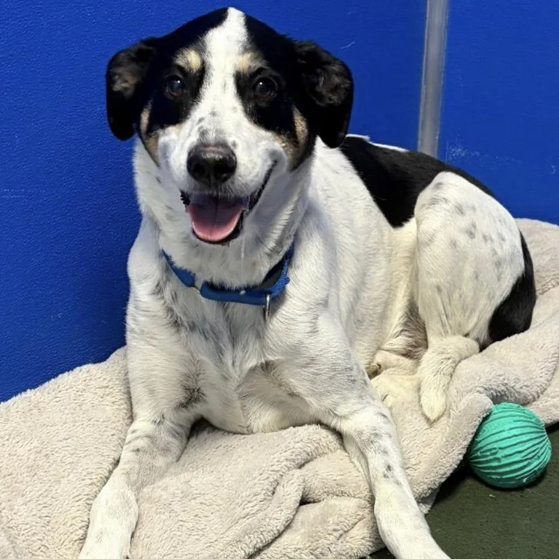 An adult medium-sized male Black Beagle dog named Hewey for adoption in Elyria, OH