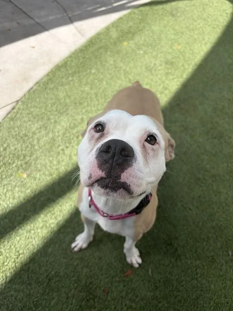 An adult large-sized female Pit Bull Terrier dog named Summer for adoption in Miami, FL