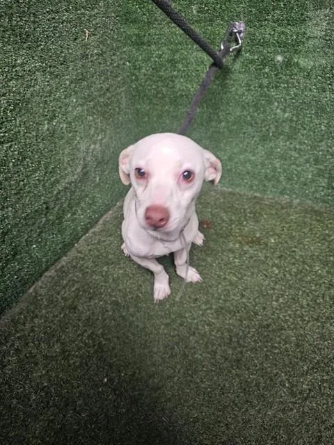 A young small-sized male Chihuahua dog named Cookie for adoption in Lancaster, CA