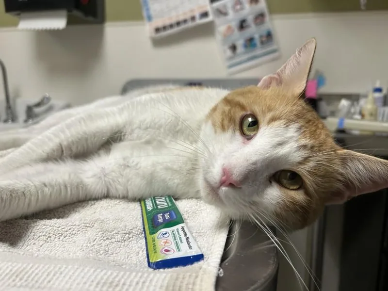A young small-sized male Domestic Short Hair cat named Chip for adoption in Chapel Hill, NC