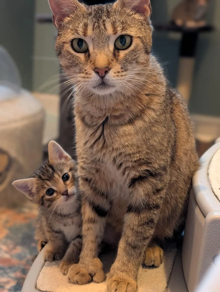 A baby small-sized male Tabby cat named Cheetah for adoption in Chicago, IL