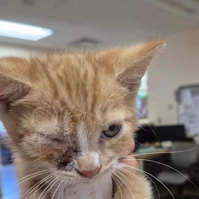 A baby small-sized female Gray / Blue / Silver Domestic Short Hair cat named Big Red for adoption in Lake Panasoffkee, FL