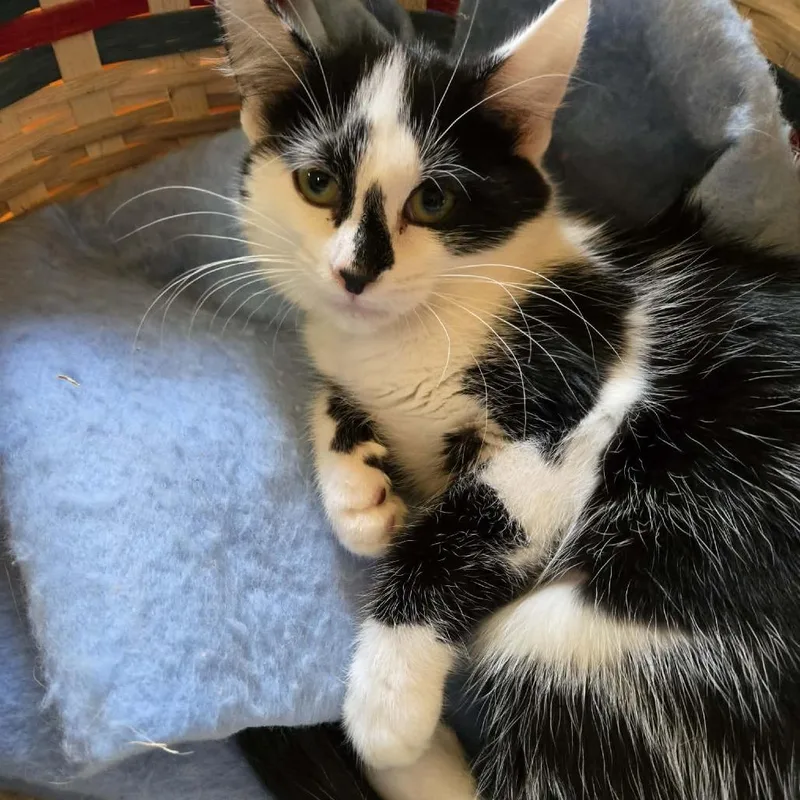 A baby small-sized female Black Domestic Short Hair cat named Maggie for adoption in Park Falls, WI