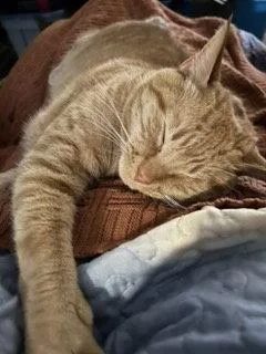 An adult large-sized male Tabby cat named Milo for adoption in Franklin, TN