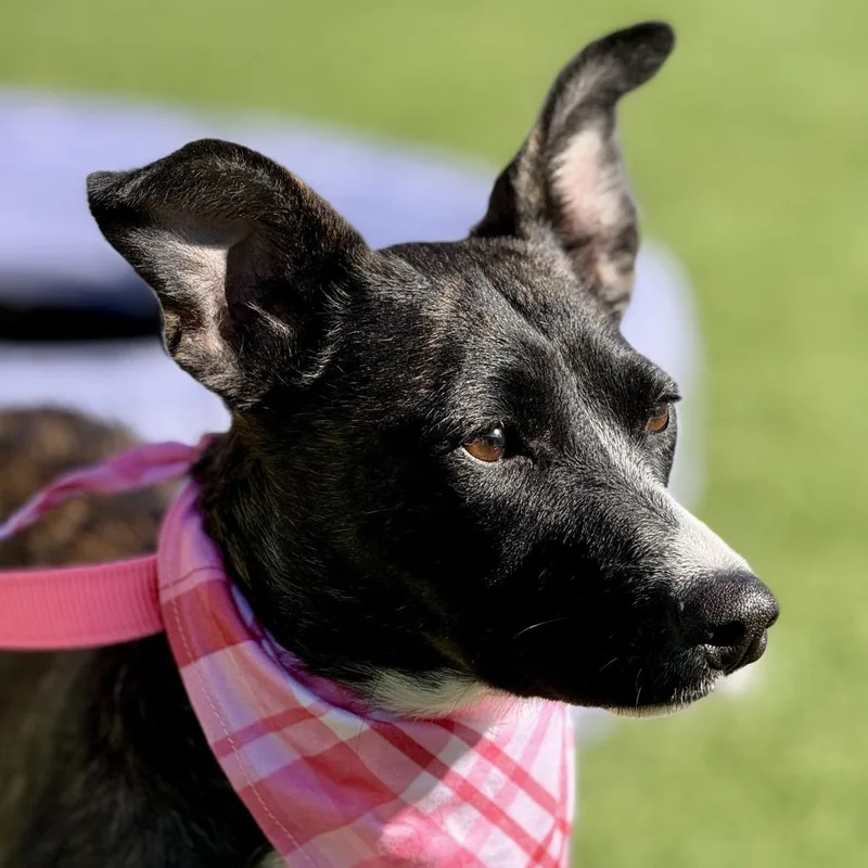 Truffles  A Prancing thumbnail 2