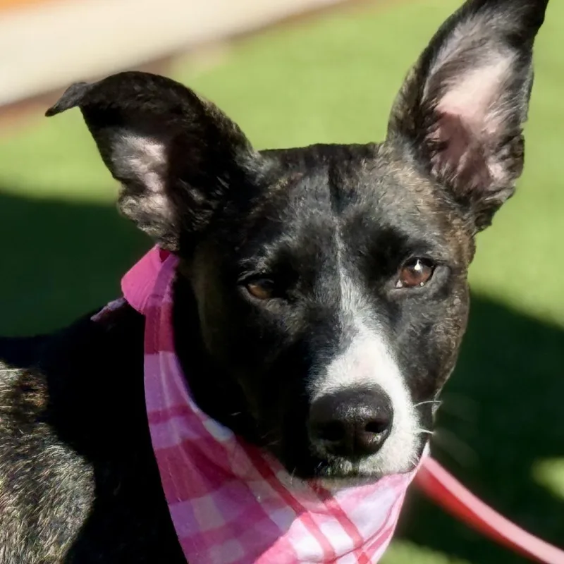 Truffles  A Prancing thumbnail 4