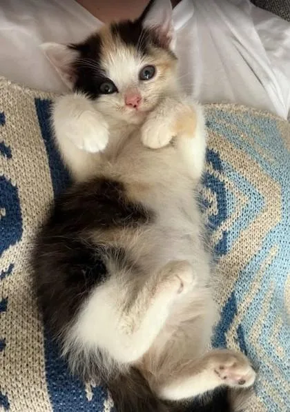 A baby small-sized female Domestic Short Hair cat named Mayhem for adoption in West Chester, PA