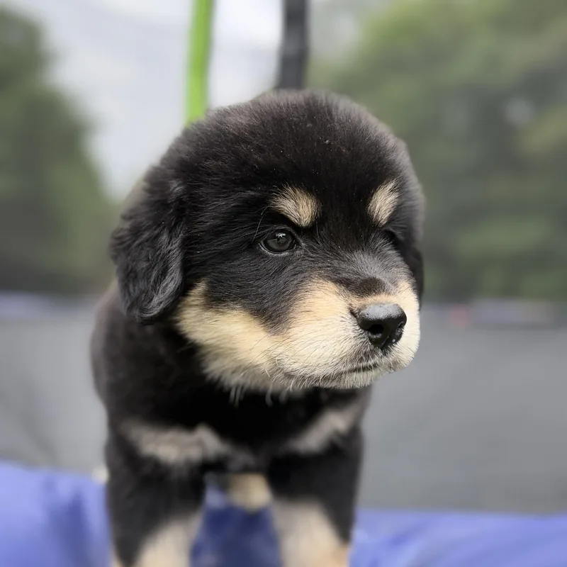 A baby large-sized female Shepherd dog named Toni Tumbleweed for adoption in Fosters, AL