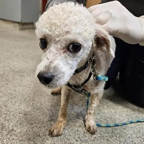 An adult small-sized male Mixed Breed dog named Kfc for adoption in Jacksonville, FL