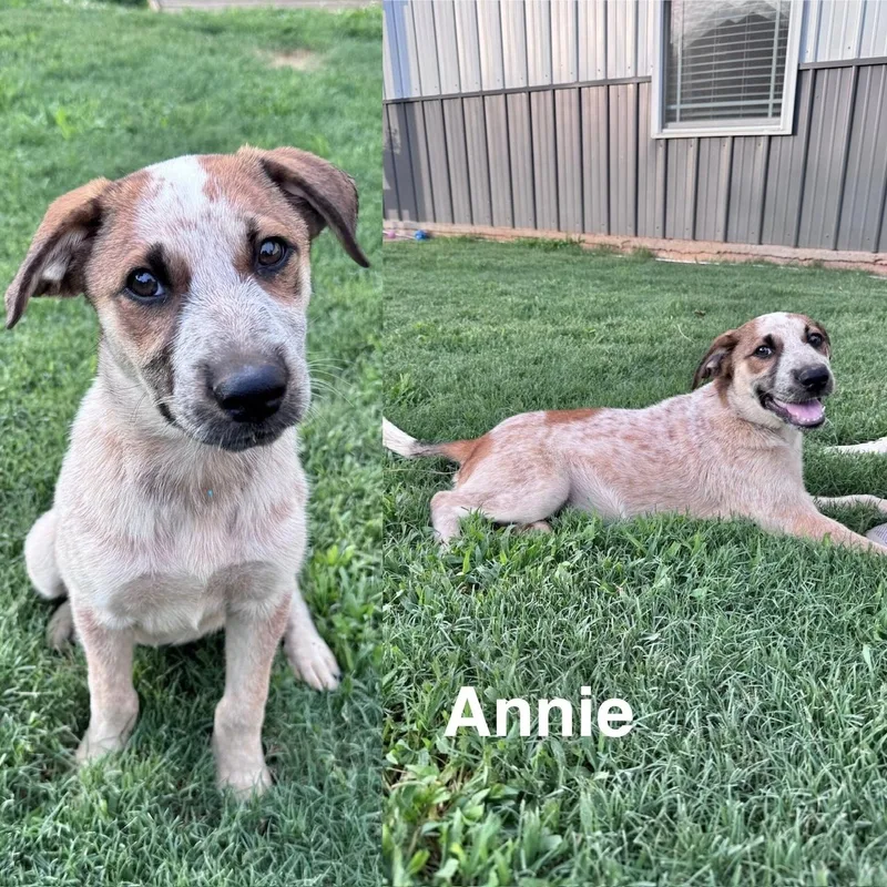 A baby medium-sized female Australian Cattle Dog / Blue Heeler dog named Annie for adoption in Manchester, CT